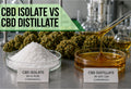 CBD Isolate vs CBD Distillate: Which One Should You Actually Choose